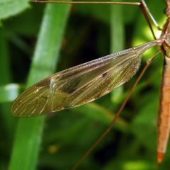 Tipula fulvipennis