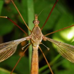 Tipula fulvipennis