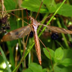 Tipula fulvipennis