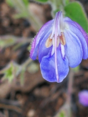 Rotheca hirsuta