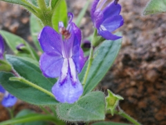Rotheca hirsuta