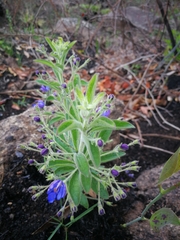 Rotheca hirsuta