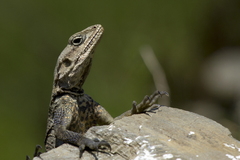 Laudakia tuberculata