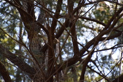 Colluricincla harmonica