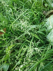 Poa annua