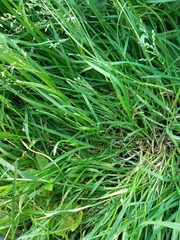 Poa annua
