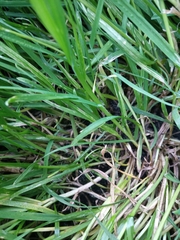 Poa annua