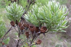 Leucadendron floridum