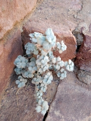 Forsskaolea tenacissima