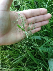 Poa annua