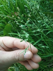 Poa annua