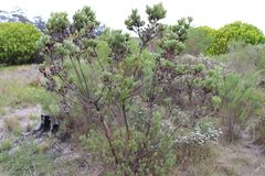 Leucadendron floridum