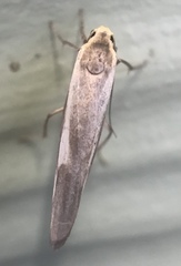 Chrysoscota albomaculata