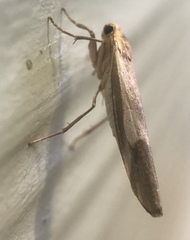 Chrysoscota albomaculata