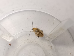 Aphthona lutescens