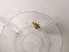 Aphthona lutescens