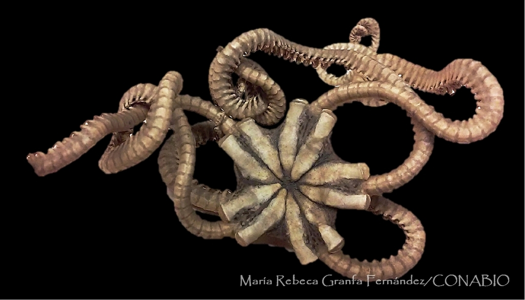 Asteronychidae