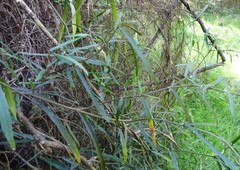 Parsonsia capsularis