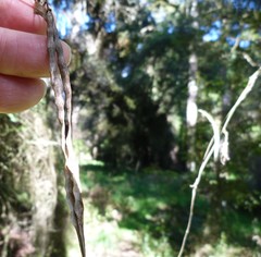 Parsonsia capsularis