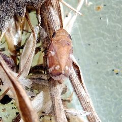 Anoscopus albifrons