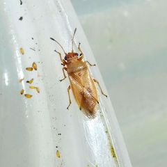 Cymus melanocephalus