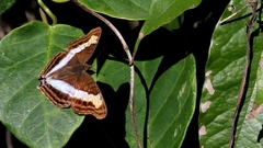Doxocopa