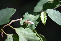 Scaptia abdominalis