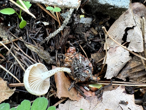 Rhizocybe alba