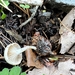 Rhizocybe alba