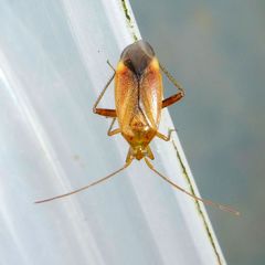 Adelphocoris ticinensis
