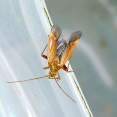 Adelphocoris ticinensis