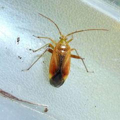 Adelphocoris ticinensis