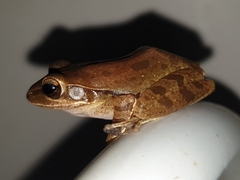 Polypedates maculatus