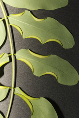 Robinia pseudoacacia