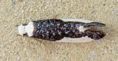 Monopis monachella