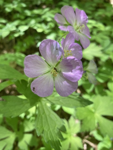 Geranium maculatum