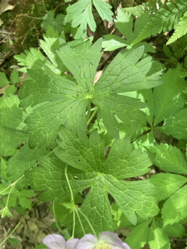 Geranium maculatum
