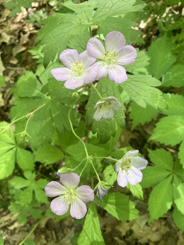 Geranium maculatum