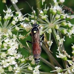 Ctenichneumon panzeri