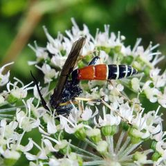 Ctenichneumon panzeri