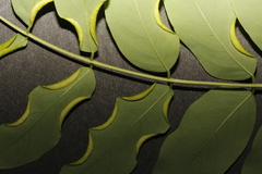 Robinia pseudoacacia