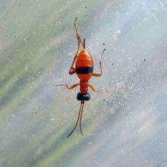 Gelis melanocephalus