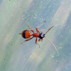 Gelis melanocephalus