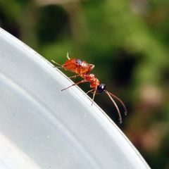 Gelis melanocephalus