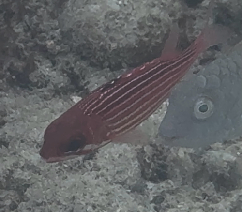 Photo of Reef squirrelfish (Sargocentron coruscum)