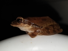 Polypedates maculatus