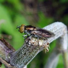 Riponnensia splendens