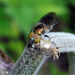 Riponnensia splendens