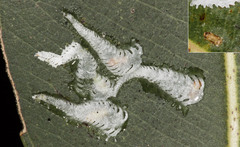 Eucalyptolyma maideni