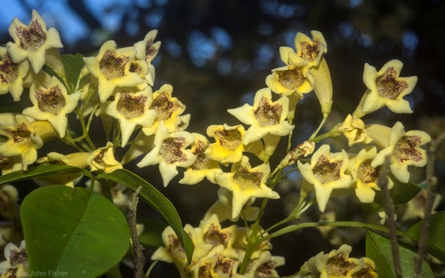 Pandorea floribunda (A.Cunn. ex DC.) Guymer